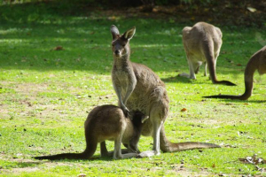 Zachodni szary kangur: prawdziwy olbrzym