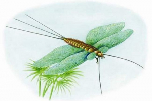 Henekia - prehistoryczny motyl Henekia - prehistoryczny motyl