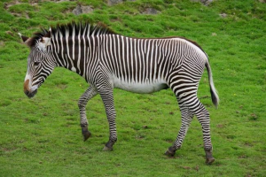 Zebra grevi - zebra, podobna do osl