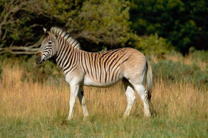 Zebra kvagga Zebra kvagga