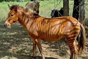 Zebrinni - zebra skrzyżowana z koniem Zebrinni - zebra skrzyżowana z koniem
