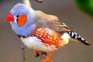 Zeber amatina Zeber amatina