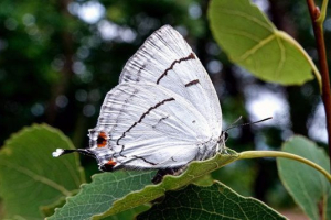 Marshmallow doskonała
