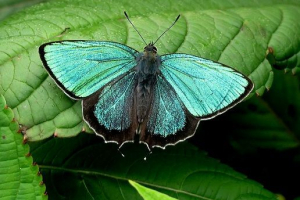 Marshmallow pacific Marshmallow pacific