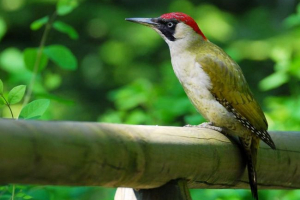 Zielony dzięcioł - motley i dorywczo las sanitarny