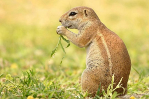 Ziemisty białko - gryzoń, non-rezerwy Ziemisty białko - gryzoń, non-rezerwy
