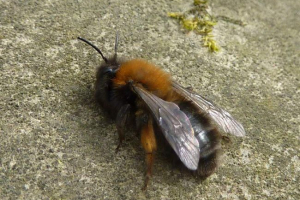 Pszczoły ziemi Pszczoły ziemi