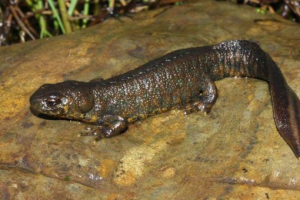 Triton karelin Triton karelin