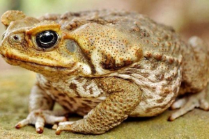 Ropucha yeah (reedy toad) Ropucha yeah (reedy toad)