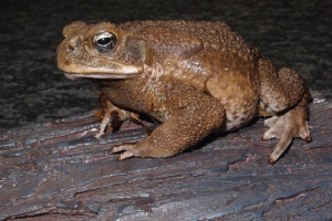 Ropucha yeah Ropucha yeah