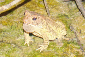 Klucz fauler: zdjęcie płazów