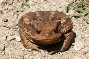 Ropucha kaukaski Ropucha kaukaski