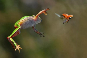 Ropuchy i żaby: podobieństwa i rozróżnienie