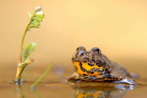 Żółto-biegunowy słup - trująca żaba Żółto-biegunowy słup - trująca żaba