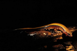 Scynkowanie threepall yellowochius