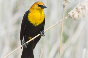 Żółte zmartwienie hodologiczne - ptak w czarnej masce