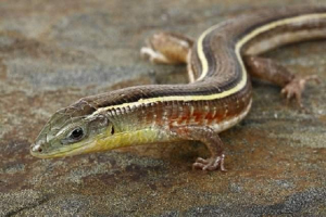 Żółty harrosaur - genialna jaszczurka