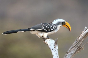 Yolvery toko Yolvery toko