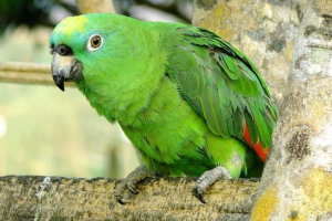 Żółta przerwa amazon - furonowana papuga Żółta przerwa amazon - furonowana papuga