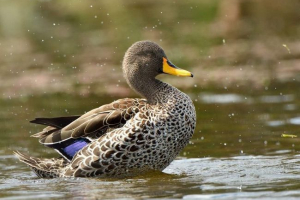Bezczelny pęknięty - kaczka marszcza Bezczelny pęknięty - kaczka marszcza