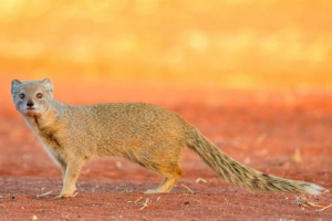 Żółta mangosta Żółta mangosta