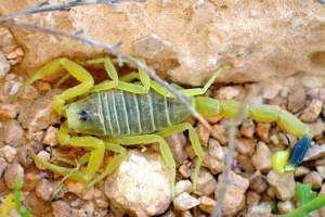 Żółty scorpio: styl życia, ciekawe informacje Żółty scorpio: styl życia, ciekawe informacje