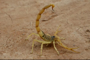 Żółta skorpion