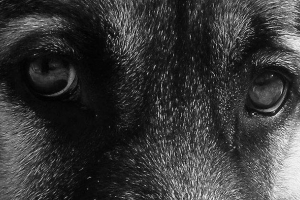 Kobieta jechała wokół miasta, wiązała psa do samochodu