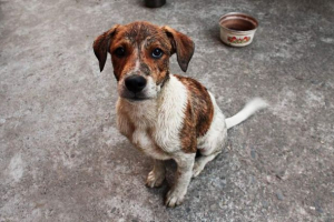 Mieszkańcy kuzbass uratowali wiernych melonie