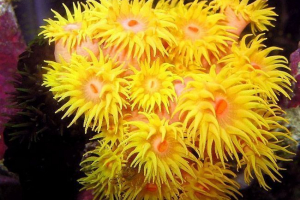 Actinia animal: habitat, wygląd, styl życia