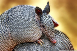 Zwierzę w zbroi? Dziewięć patrząc armadioles Zwierzę w zbroi? Dziewięć patrząc armadioles