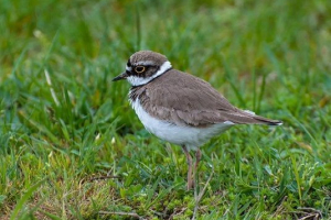 Zwierząt tundra rosji Zwierząt tundra rosji