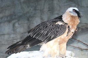 Brodaty (jagnięcina) Brodaty (jagnięcina)