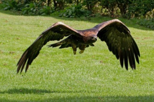 Złoty orzeł Złoty orzeł