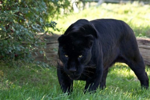 Zwierzęta amazon Zwierzęta amazon