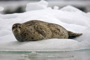 Antarktyczne zwierzęta Antarktyczne zwierzęta