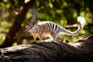 Zwierzęta świątyni