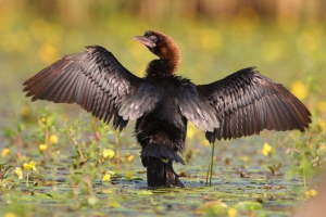 Mały bablan Mały bablan