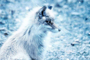 Zwierzęta zimnych obszarów świata - charakterystyczne, ciekawe fakty i zdjęcia