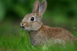 Zwierzęta w lesie mieszanym