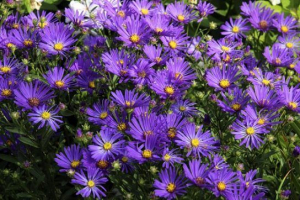 Astra włoski Astra włoski