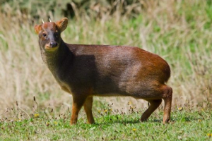 Deer pudi