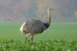 Strusia nanda Strusia nanda