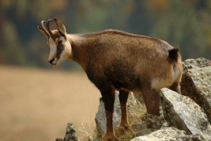 Czerwona książka terytorium krasnodar Czerwona książka terytorium krasnodar