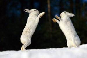 Zwierzęta forestandry Zwierzęta forestandry