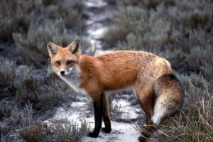 Zwierzęta - mieszkańcy pola