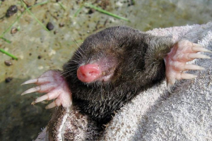 Zwierzęta pod ziemią