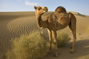 Desert. Opisy, nazwy i cechy pustyni zwierząt