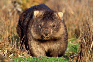 Wombat Wombat