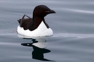 Twierdzone ptaki - rodzaje rodziny